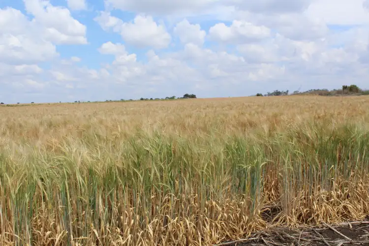 Fourth view of Homely rural property listing, Lot 14 Junabee Rd, Junabee QLD 4370