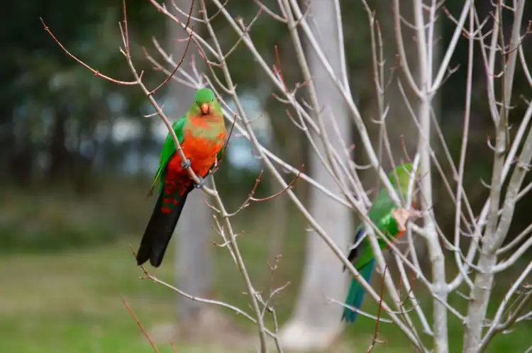 Seventh view of Homely rural property listing, 117 Bodalla Park Drive, Bodalla NSW 2545