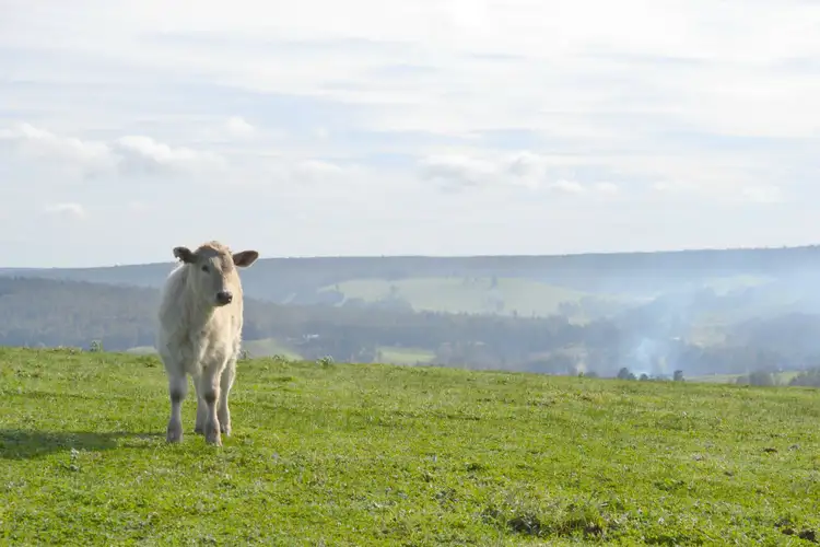 Fourth view of Homely rural property listing, Lot 483 Hawterville Road, Mullalyup WA 6252