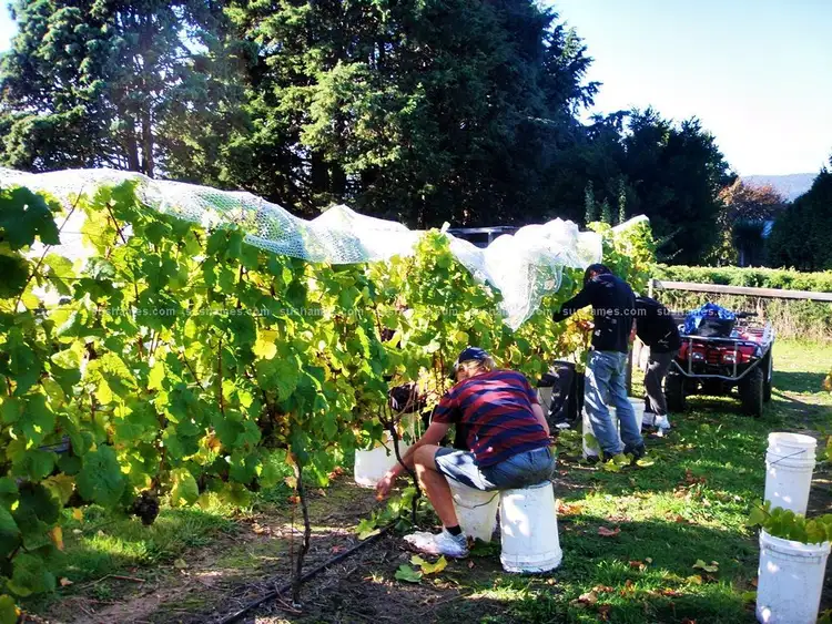 Sixth view of Homely rural property listing, 755 West Tamar Highway, Legana TAS 7277