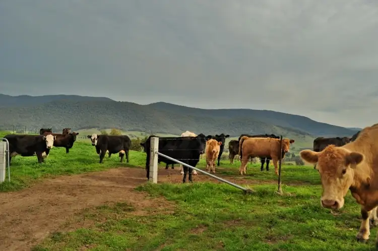 Seventh view of Homely rural property listing, Lot 2, 101 Mcfarlanes Rd, Granya VIC 3701