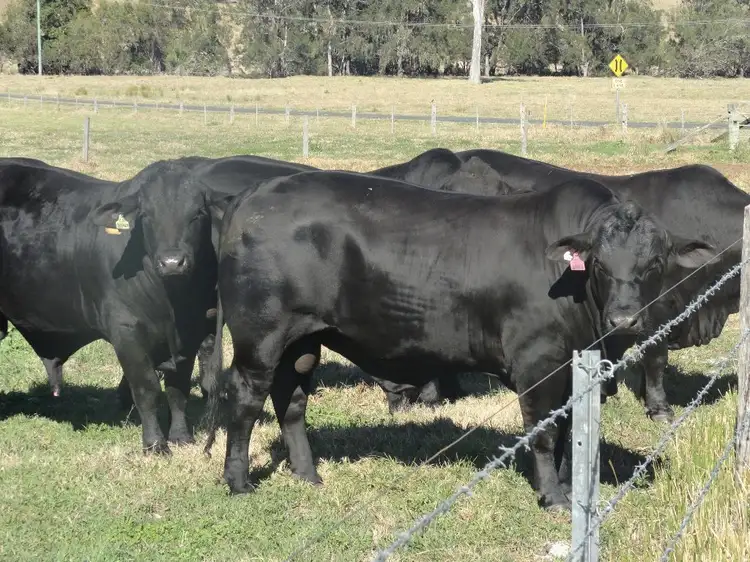 Second view of Homely rural property listing, LOT 19 Tunglebung Road, Casino NSW 2470
