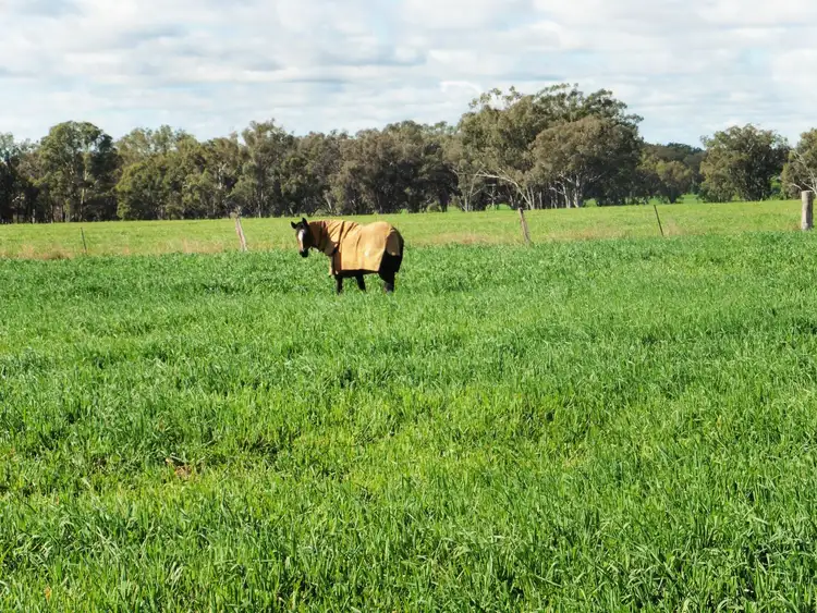 Fourth view of Homely rural property listing, 2063 Ashford Road, Inverell NSW 2360