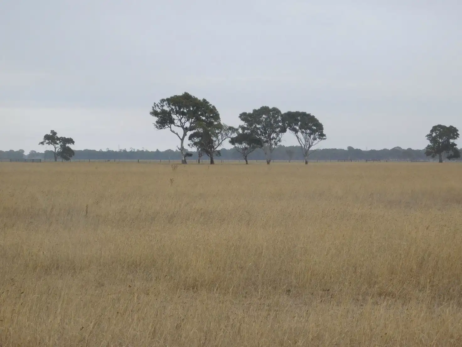 Main view of Homely rural property listing, L20 Balnaves Lane, Penola SA 5277