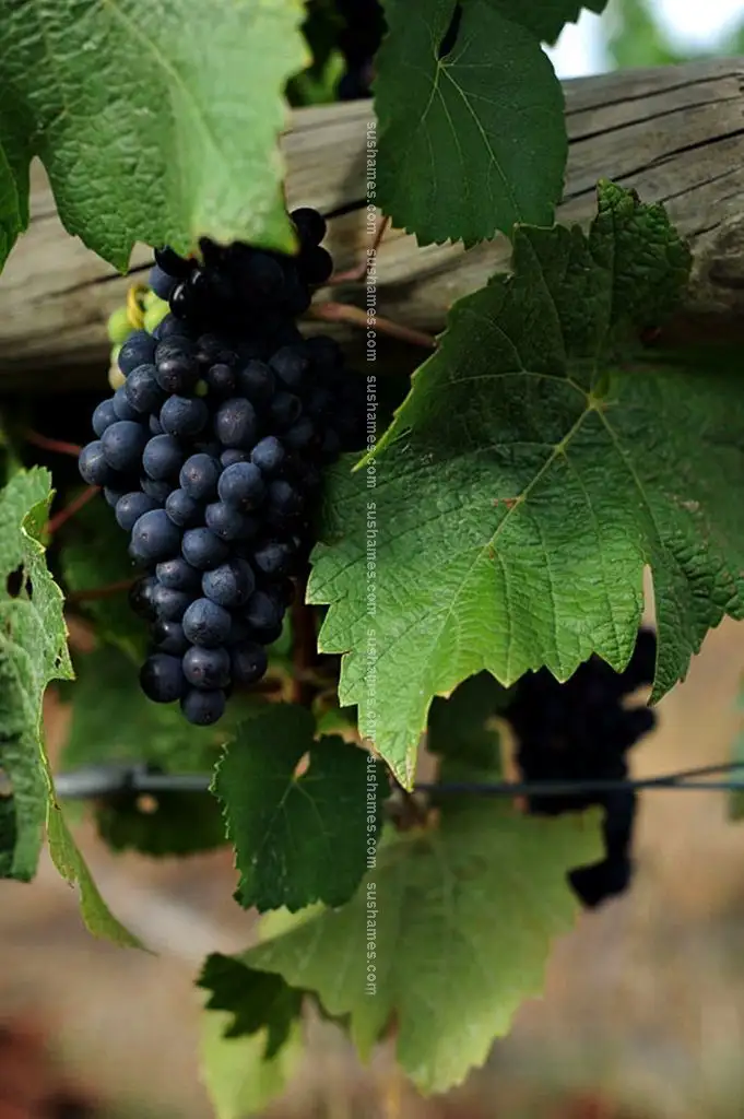 Third view of Homely rural property listing, 755 West Tamar Highway, Legana TAS 7277