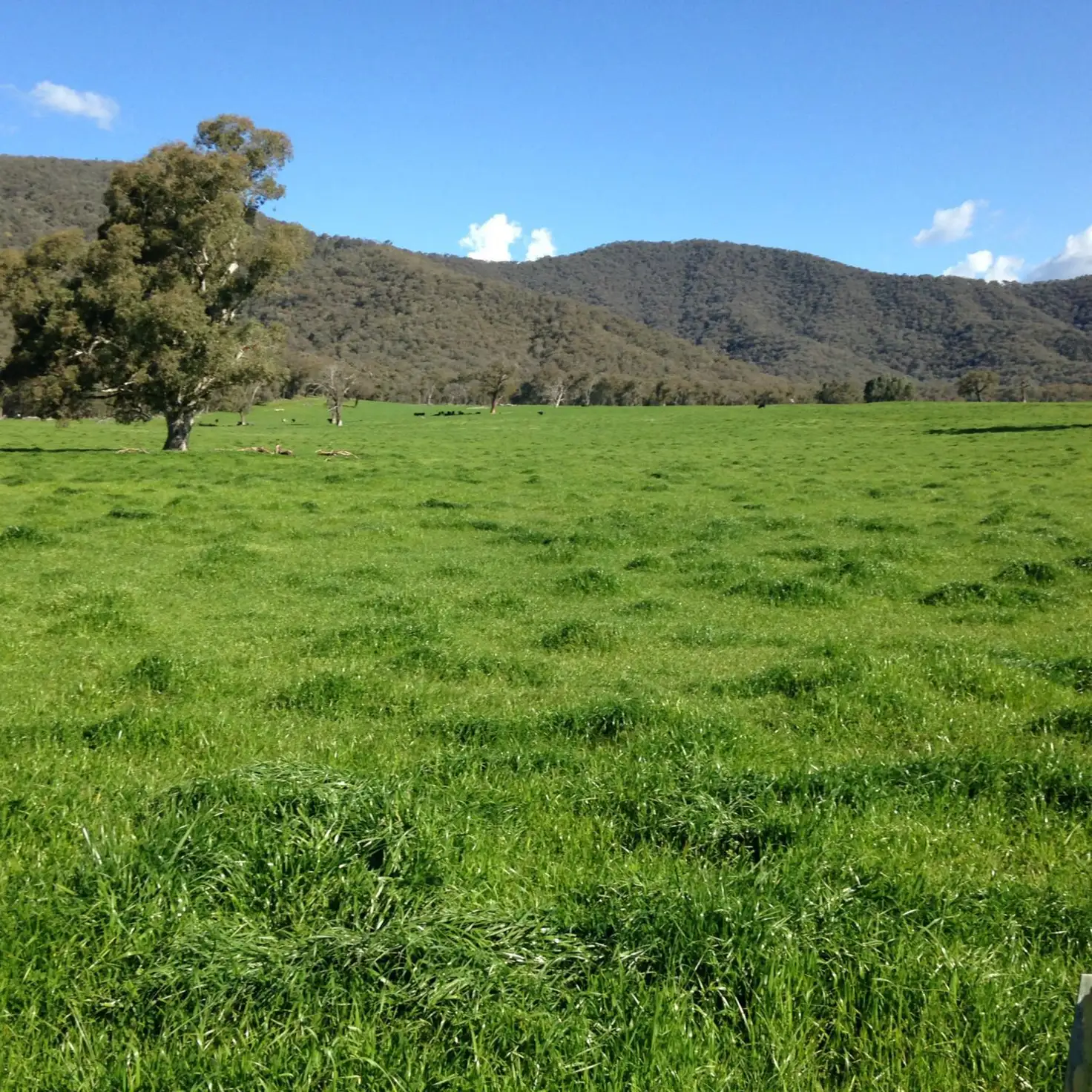 Main view of Homely rural property listing, . Thowgla Road, Thowgla Valley VIC 3707