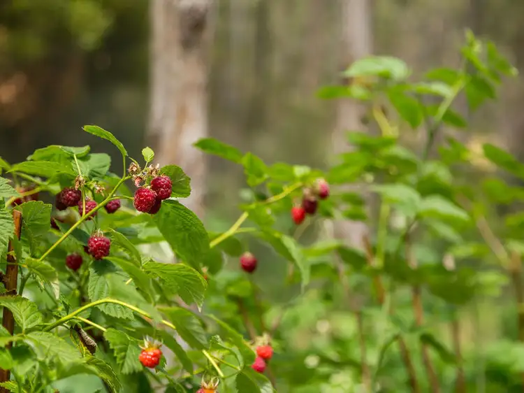 Fifth view of Homely land listing, 111733/1 Knights Road, Huonville TAS 7109