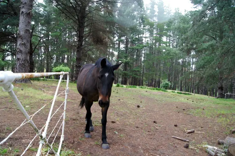 Sixth view of Homely rural property listing, 210 Silverlake Road, Mylor SA 5153