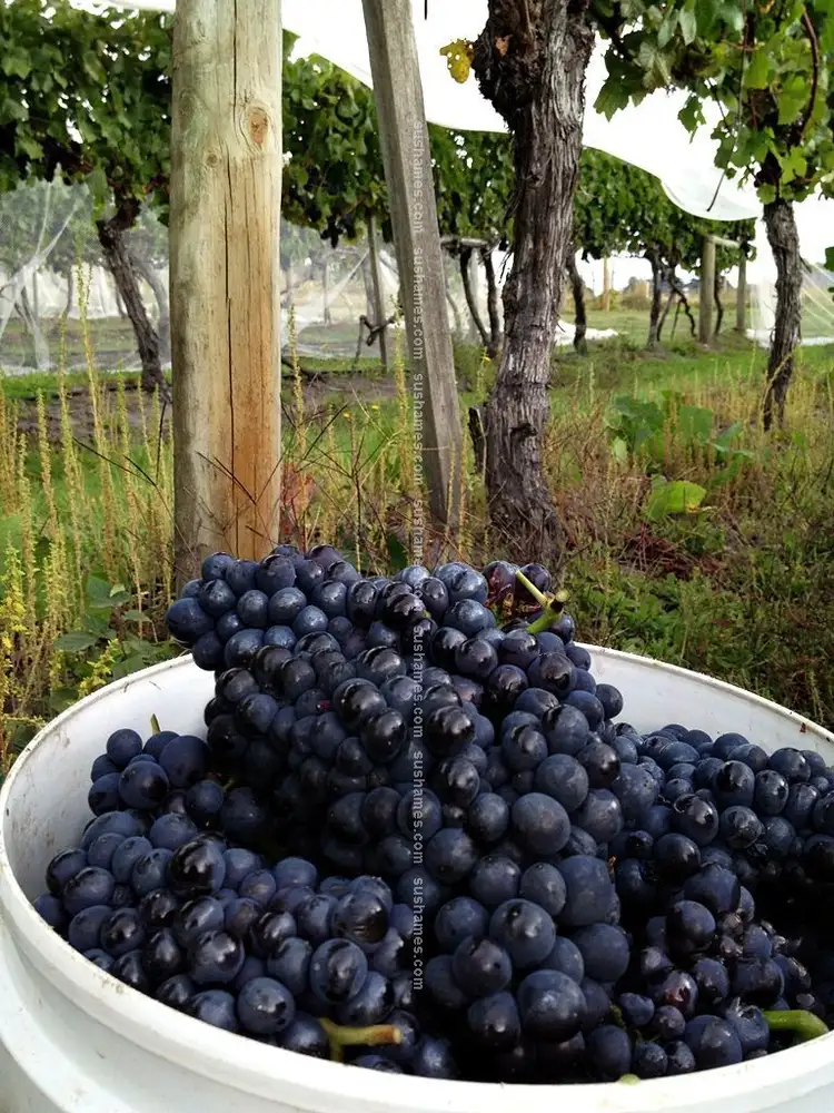 Fourth view of Homely rural property listing, 755 West Tamar Highway, Legana TAS 7277