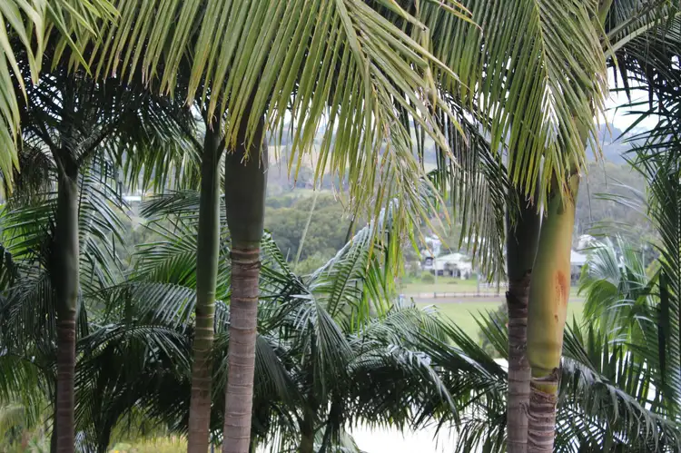 Second view of Homely house listing, 8 Ferguson Court, Bangalow NSW 2479