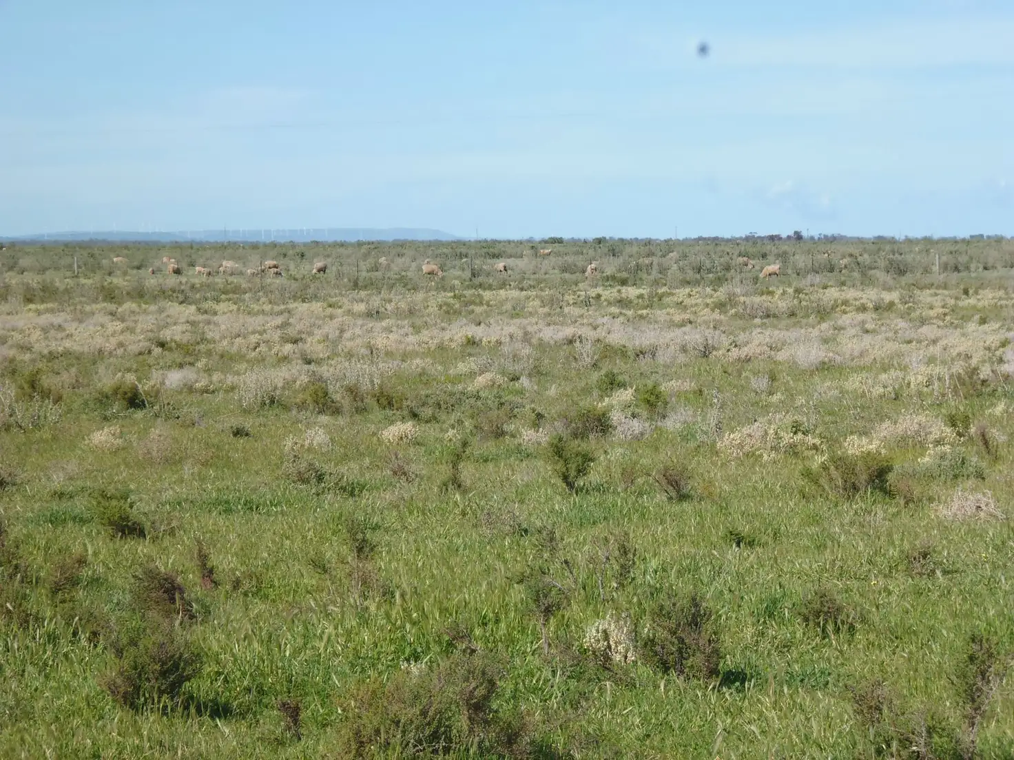 Main view of Homely land listing, Section 299 Lower Broughton Road, Port Pirie SA 5540