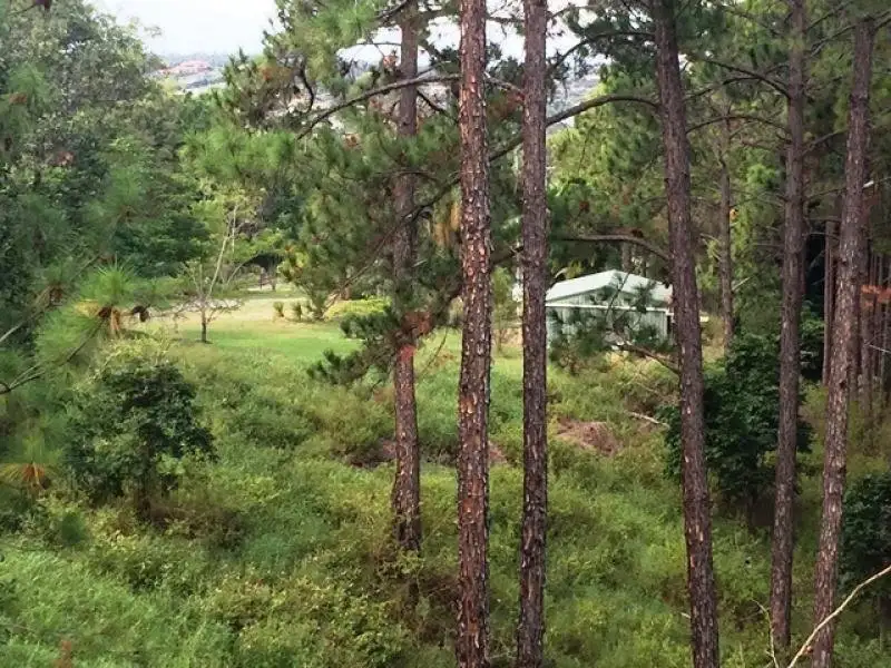 Main view of Homely house listing, 64 Felling Drive, Maudsland QLD 4210