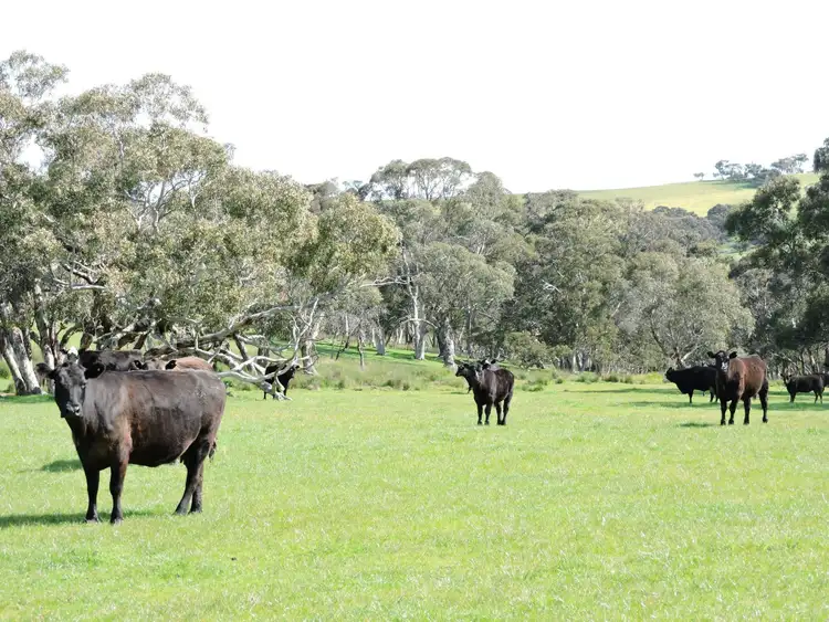Second view of Homely rural property listing, 532 Goolwa Road, Mount Compass SA 5210