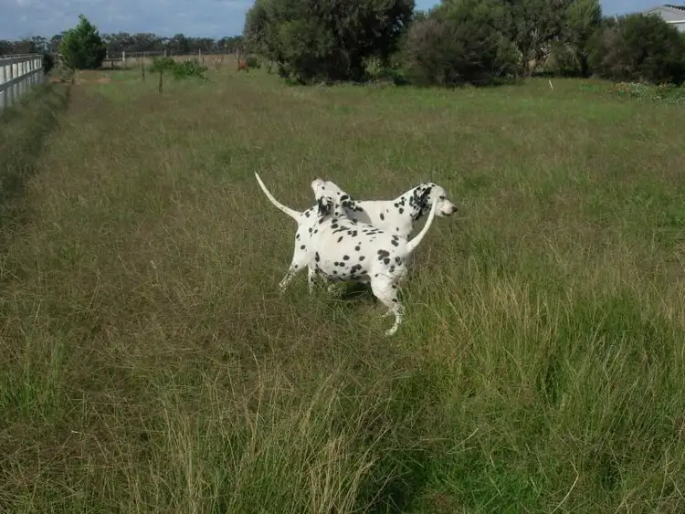 Second view of Homely rural property listing, 384 Glenmore Road, Bacchus Marsh VIC 3340