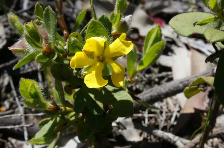 Sixth view of Homely land listing, 119 Ridley Circle, Toodyay WA 6566