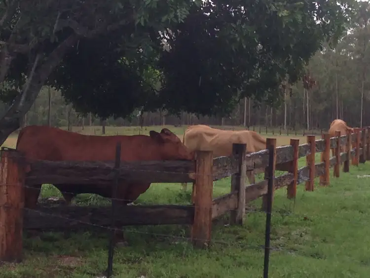 Fourth view of Homely rural property listing, 405 Nerada Road, Tinana South QLD 4650