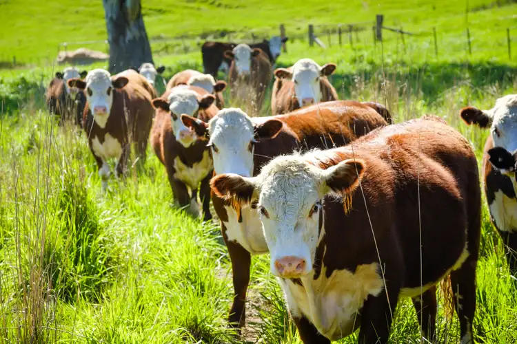 Seventh view of Homely rural property listing, 8029 Murray Valley Hwy, Bullioh VIC 3700