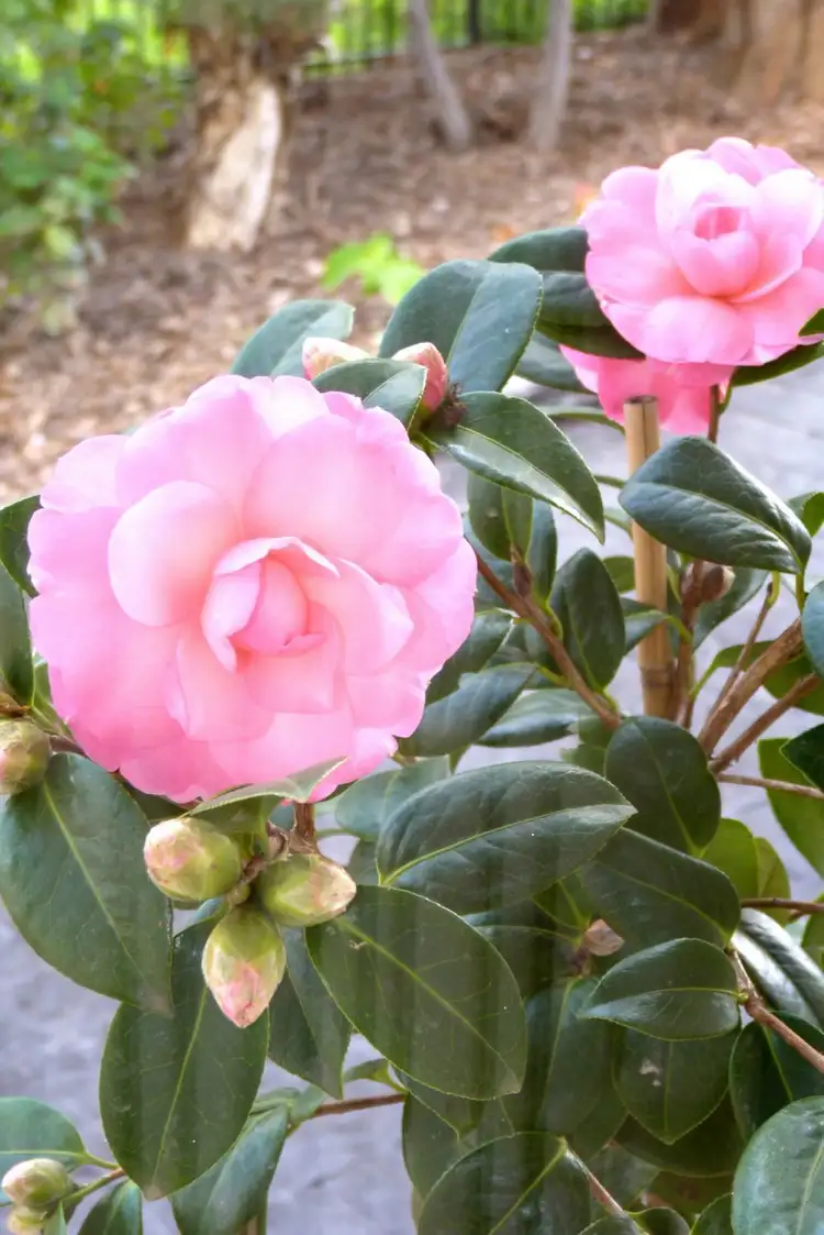 Third view of Homely house listing, 24 Albert Road, Mount Barker SA 5251