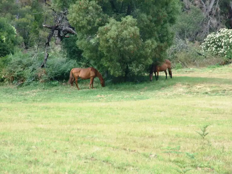Seventh view of Homely land listing, 972 Mount Darragh Road, Lochiel NSW 2549