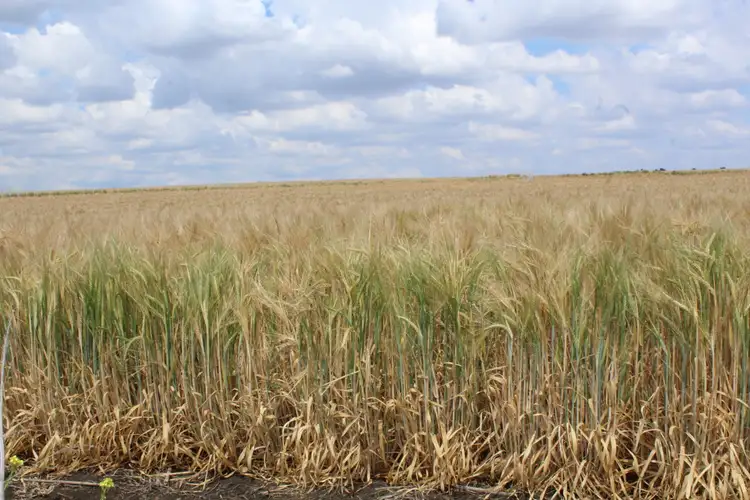 Fifth view of Homely rural property listing, Lot 14 Junabee Rd, Junabee QLD 4370