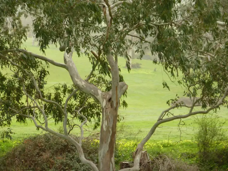 Fourth view of Homely rural property listing, Lot 1310 Inman Valley Road, Inman Valley SA 5211