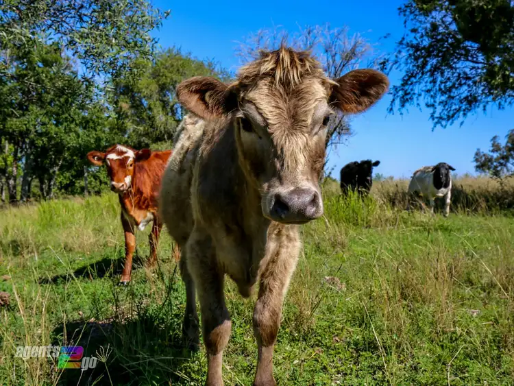 Fourth view of Homely land listing, 20 Davey Road, Gunalda QLD 4570