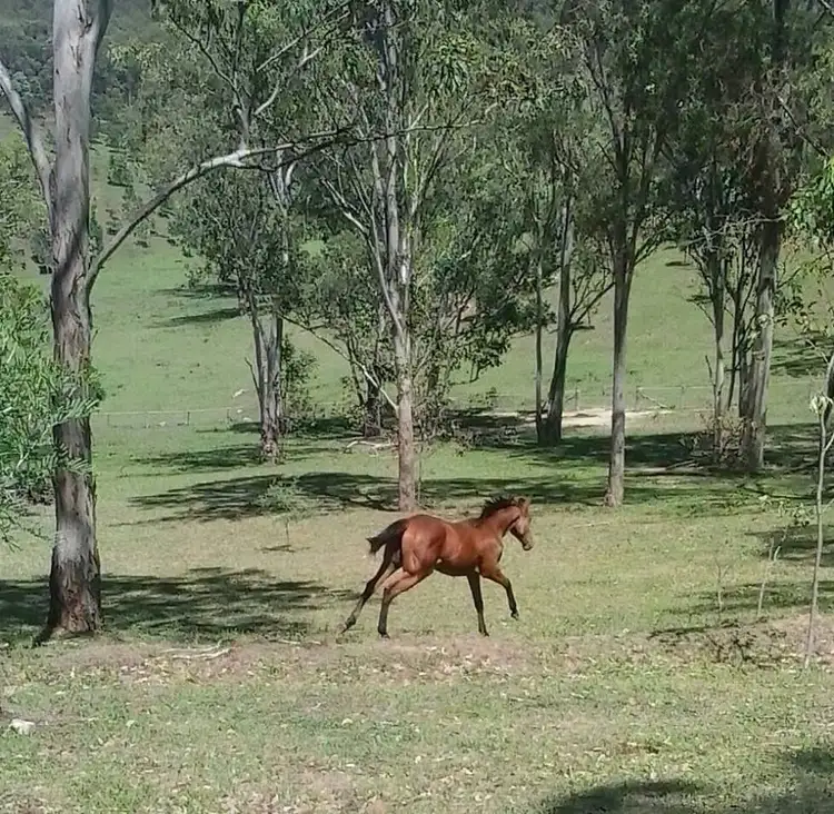Third view of Homely rural property listing, 1 Yengo Drive, Putty NSW 2330