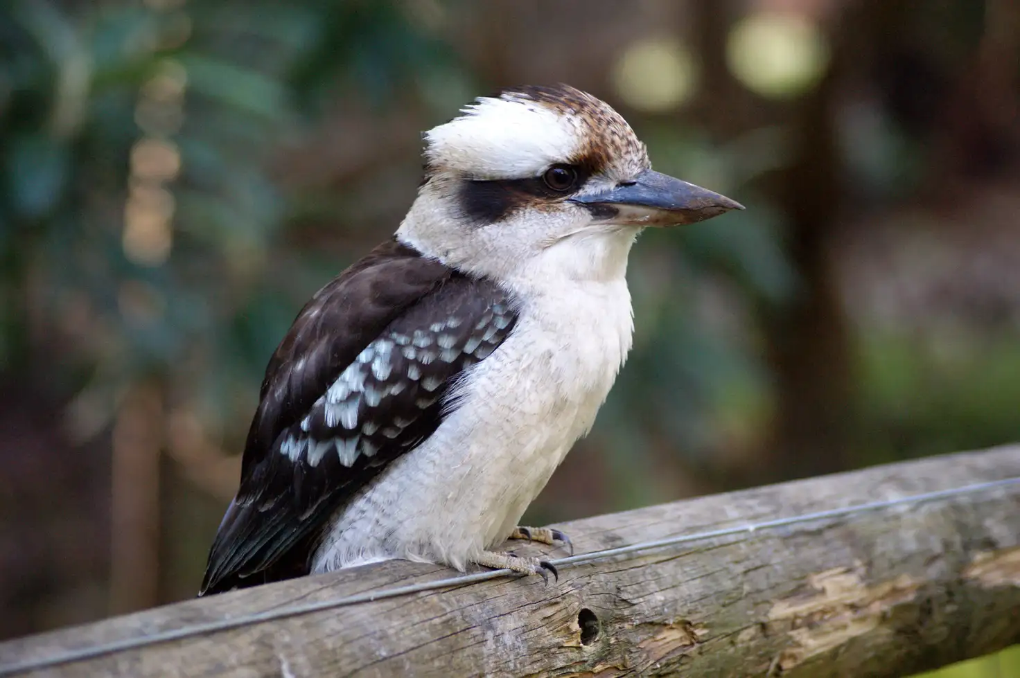 Main view of Homely land listing, 15 Dune Drive, Fern Bay NSW 2295