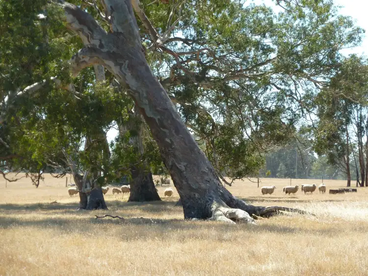 Fifth view of Homely rural property listing, 8 Nangwarry Road, Lake Mundi VIC 3312