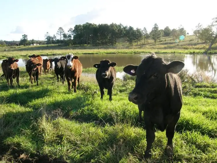 Sixth view of Homely rural property listing, Address available on request