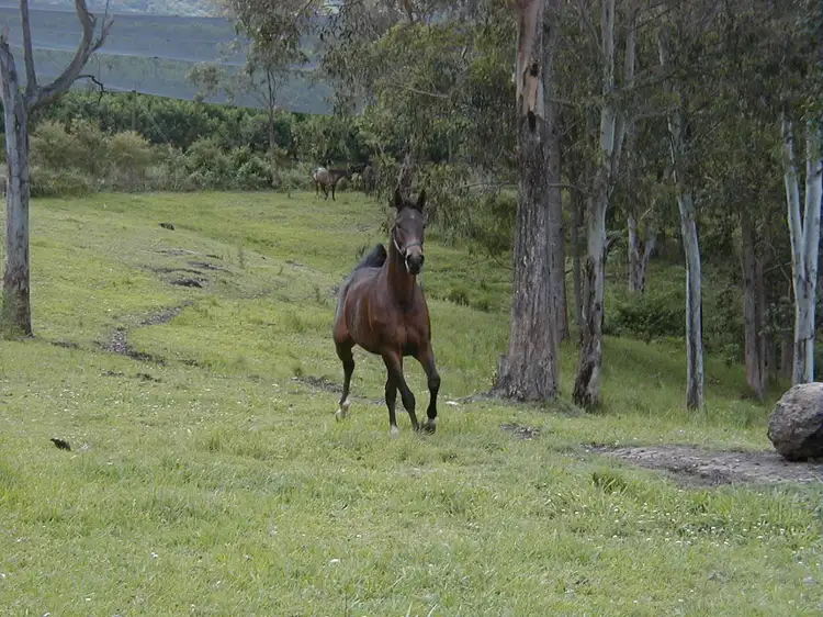 Seventh view of Homely land listing, 99 Simba Road, West Woombye QLD 4559
