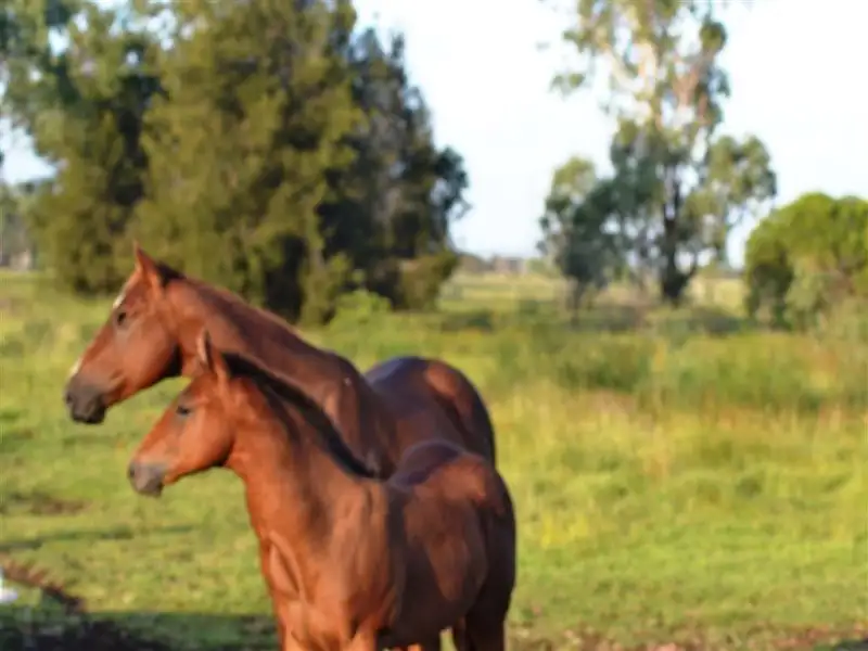 Main view of Homely rural property listing, 134 Tyrell Road, Alton Downs QLD 4702