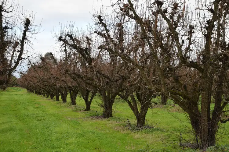 Fifth view of Homely rural property listing, 120 Prentice Road, Orrvale VIC 3631