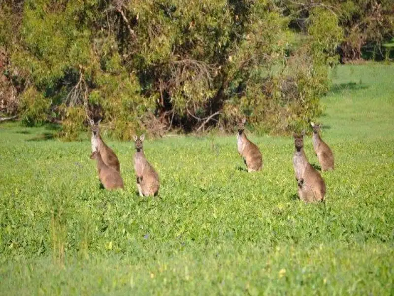 Main view of Homely rural property listing, 28 Litchfield Promenade, Jane Brook WA 6056