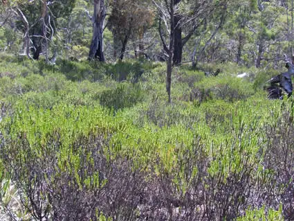 Fifth view of Homely rural property listing, 0 Swanston Road, Little Swanport TAS 7190