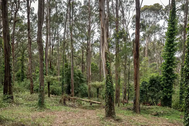 Sixth view of Homely land listing, 19 Olinda Creek Road, Kalorama VIC 3766