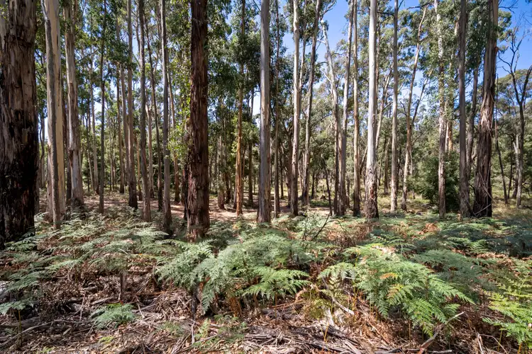 Seventh view of Homely land listing, 75 Gays Road, Wheatsheaf VIC 3461