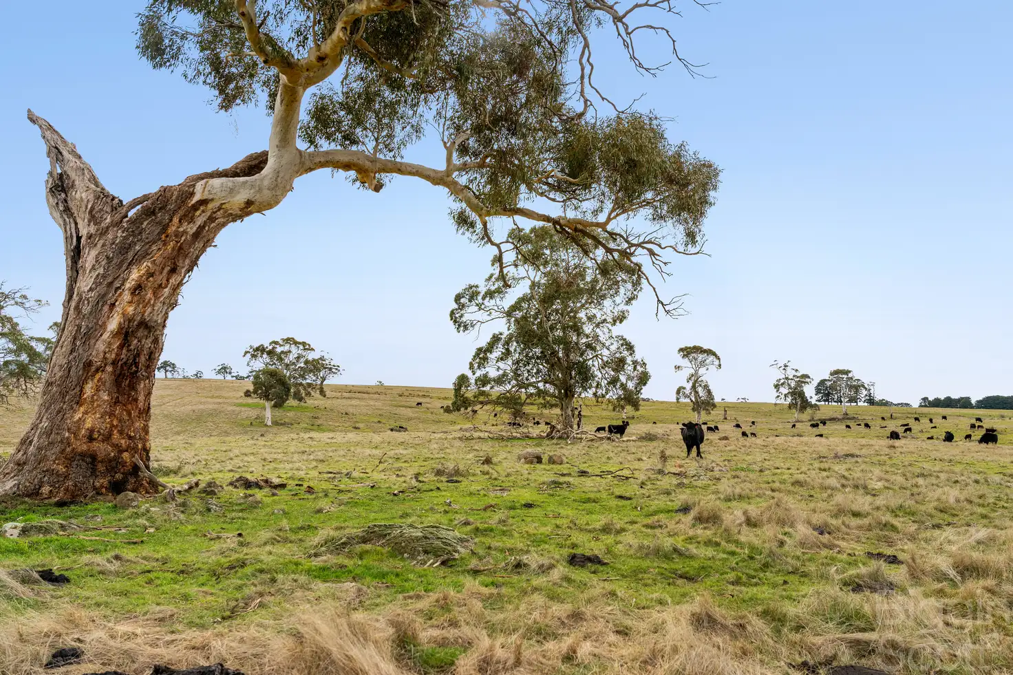 Main view of Homely land listing, 161 Langs Road, Blampied VIC 3364