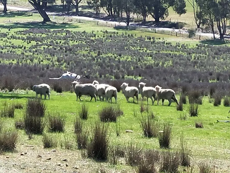 Sixth view of Homely rural property listing, 490 Feltrim Road, Earlston VIC 3669
