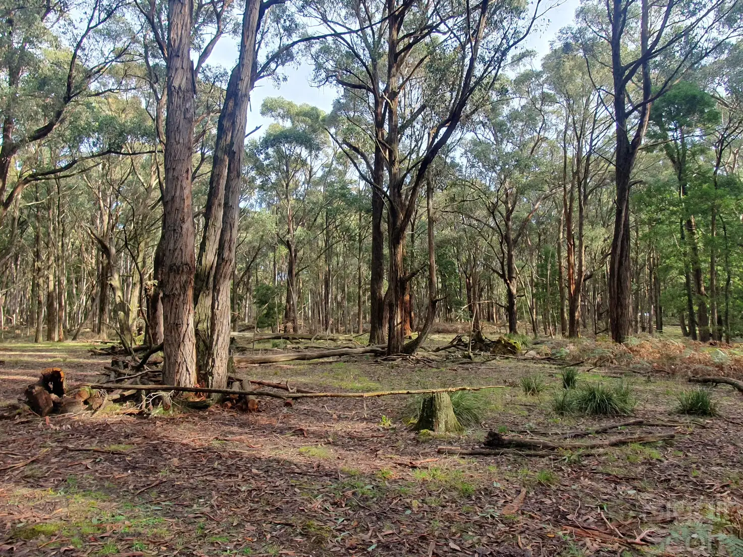 Main view of Homely land listing, 340 Long Swamp Road, Mollongghip VIC 3352