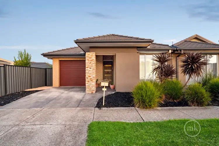 5 Cassinias Grove
