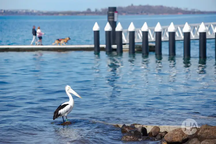 Seventh view of Homely rural property listing, 92 Mcfees Road, Rhyll VIC 3923