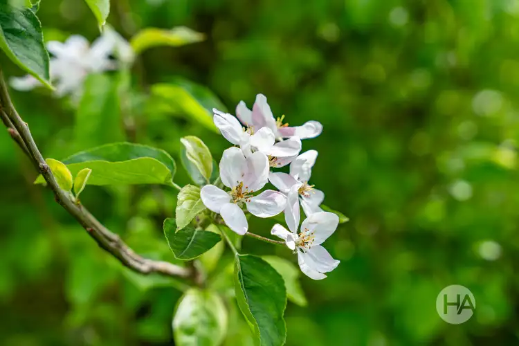 Sixth view of Homely rural property listing, 83 Merricks Road, Merricks North VIC 3926
