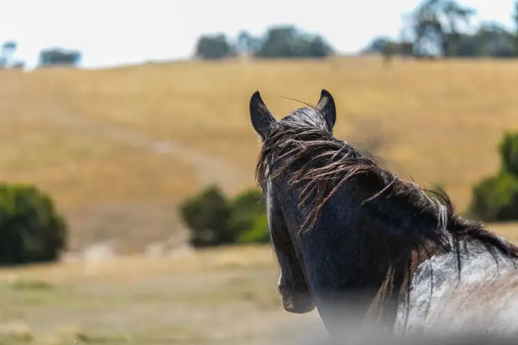 Fifth view of Homely house listing, 419 Shepherds Hill Road, Lauriston VIC 3444