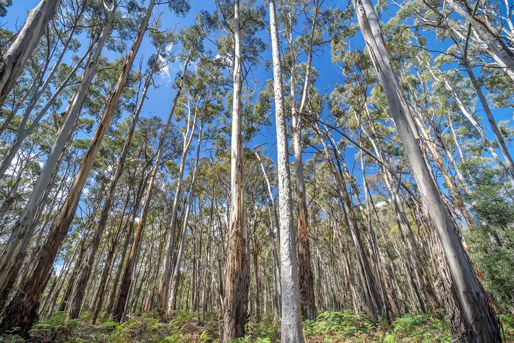 Fourth view of Homely land listing, 75 Gays Road, Wheatsheaf VIC 3461