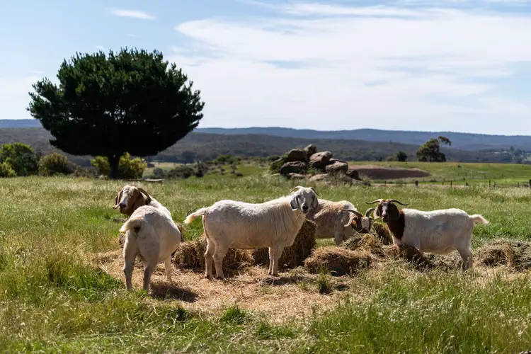 Fourth view of Homely house listing, 32 Bowen Street, Malmsbury VIC 3446