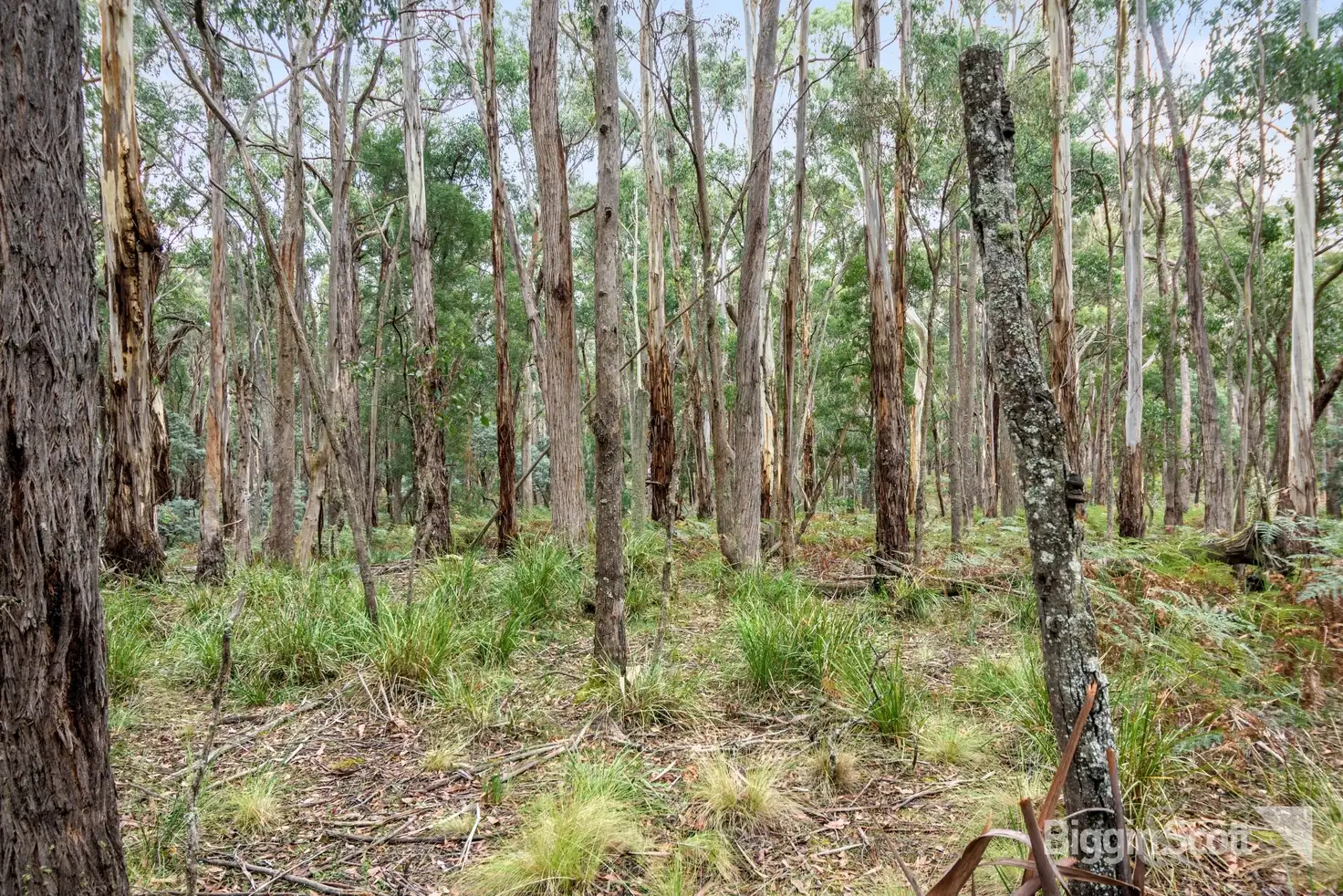 Main view of Homely land listing, 230 Whitegum Drive, Wheatsheaf VIC 3461