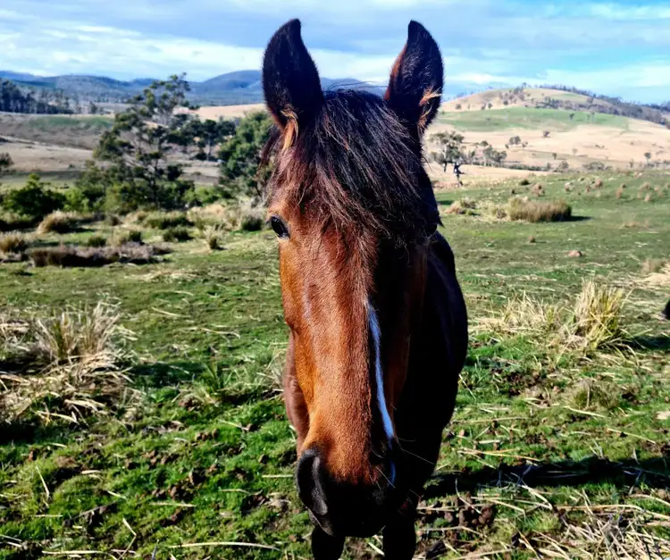 Sixth view of Homely rural property listing, 473 Sugarloaf Road, Carlton River TAS 7173