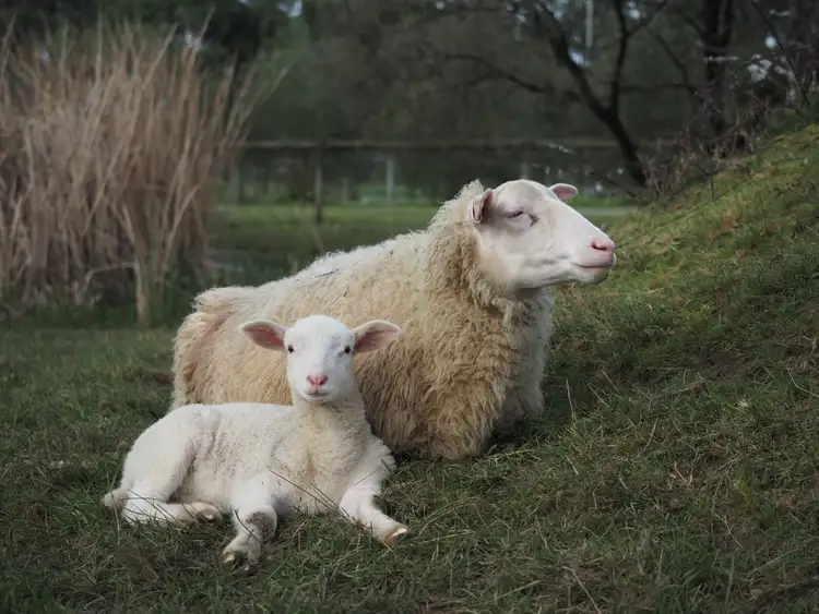 Fifth view of Homely rural property listing, 1880 Frankston Flinders Road, Hastings VIC 3915