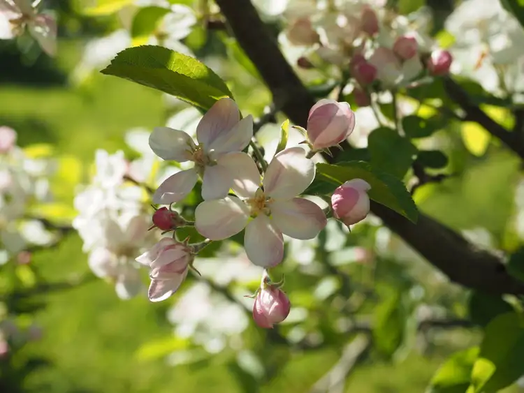 Sixth view of Homely rural property listing, 1880 Frankston Flinders Road, Hastings VIC 3915